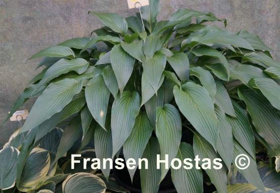 Hosta kikutii